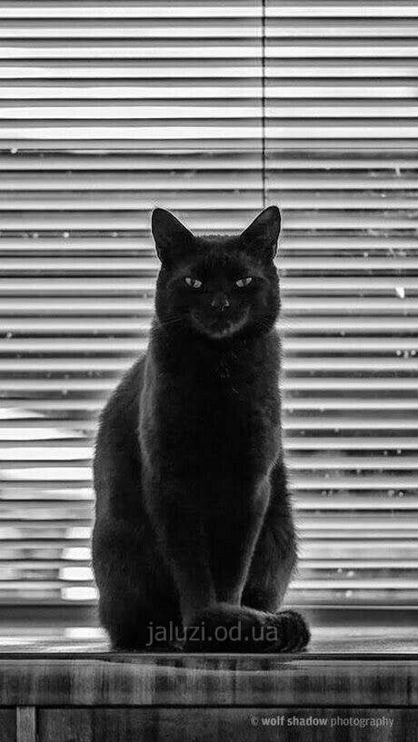 Чорна кішка та жалюзі Жалюзі та кішки