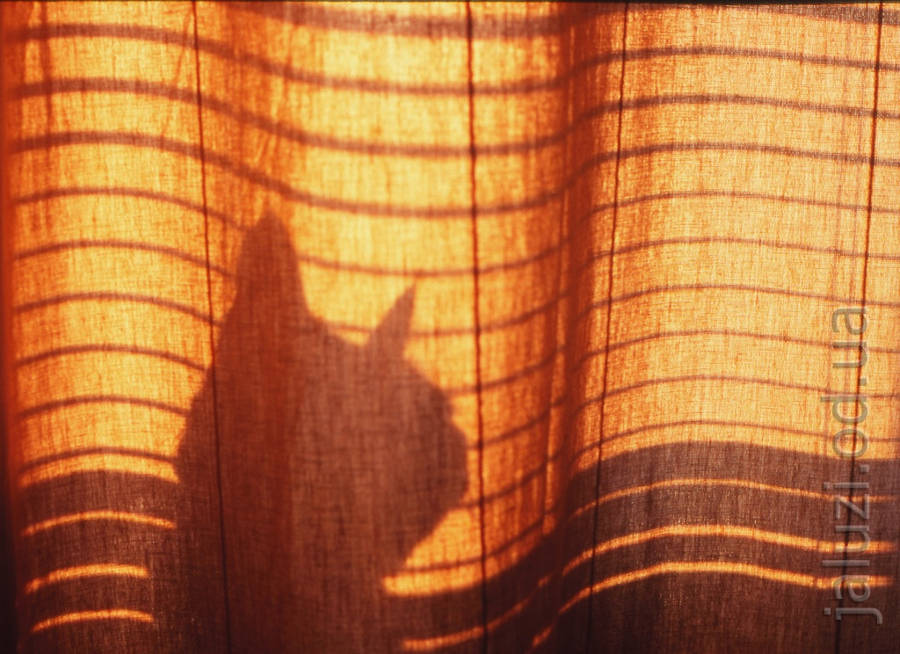 Тінь кішки та жалюзі Жалюзі та кішки