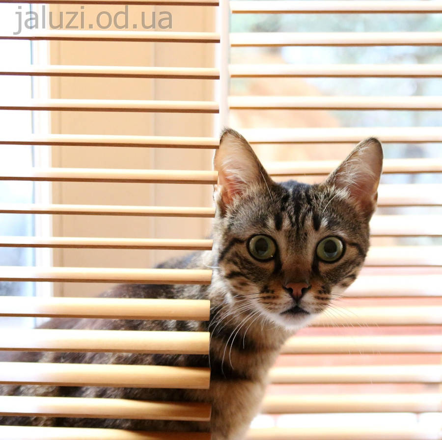 Здивований кіт виглядає із жалюзі Жалюзі та кішки