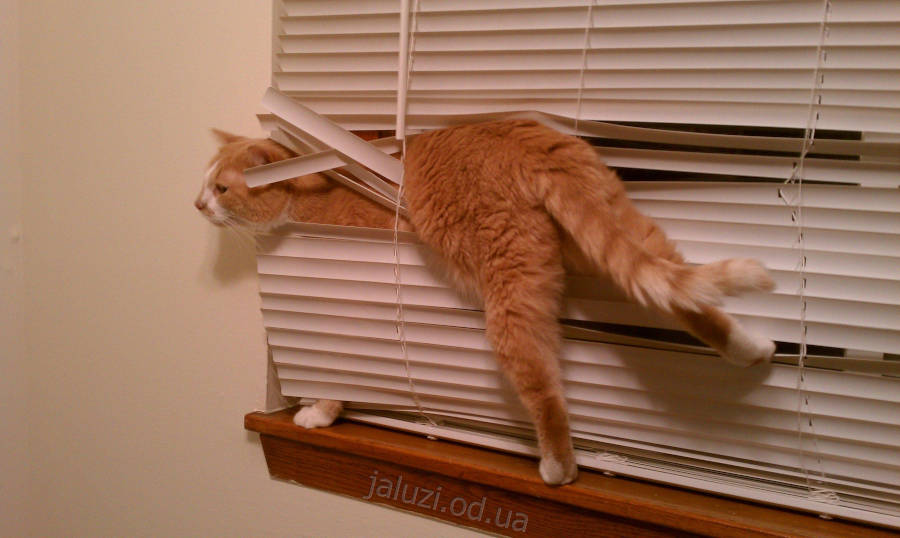Кішка заплуталася у жалюзі Жалюзі та кішки