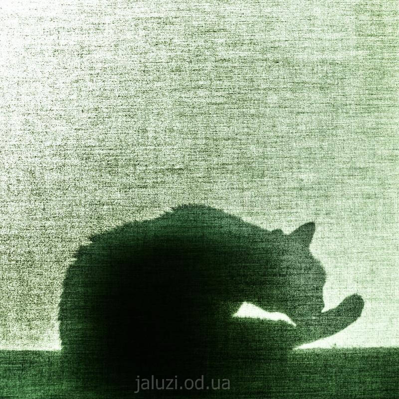 Тінь кота облизує лапу Жалюзі та кішки